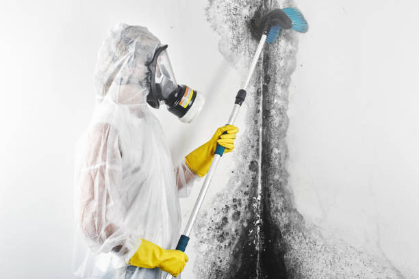 Best Commercial Mold Inspection  in Quail Creek, TX