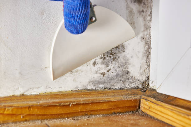 Best Mold Odor Removal Services  in Quail Creek, TX